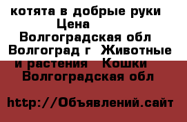 котята в добрые руки › Цена ­ 10 - Волгоградская обл., Волгоград г. Животные и растения » Кошки   . Волгоградская обл.